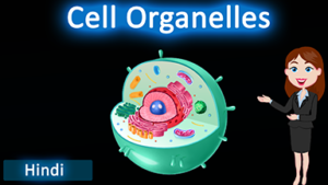 Cell organelles