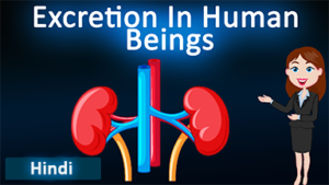 Excretion in Human beings