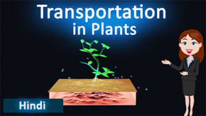 Transportation in Plants